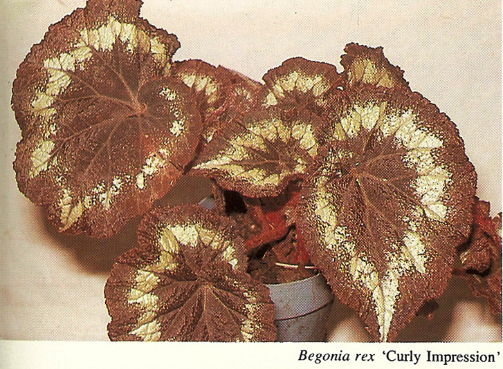 B. ‘Curly Impression’